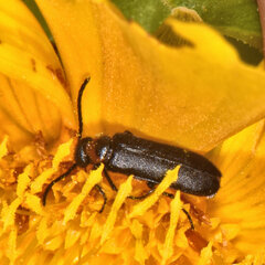 Nemognatha nemorensis