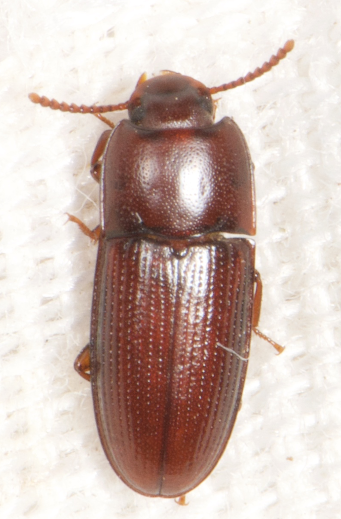 Mycotrogus