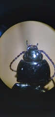 Trachypachus gibbsii