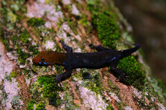 Gonatodes albogularis