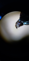 Trachypachus gibbsii