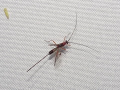 Macrocentrinae