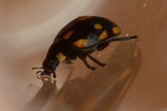 Coccinella leonina