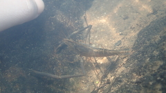Macrobrachium venustum