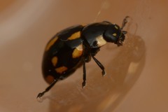Coccinella leonina