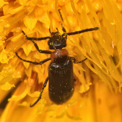 Nemognatha nemorensis