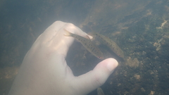 Barbodes semifasciolatus