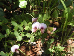 Crotalaria cornetii