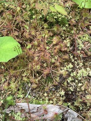 Drosera rotundifolia