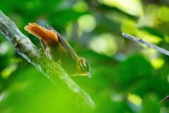 Philydor atricapillus