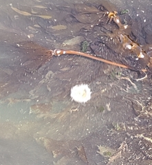 Phacellophora camtschatica