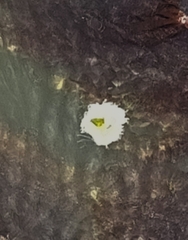 Phacellophora camtschatica