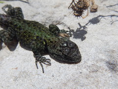 Sceloporus taeniocnemis