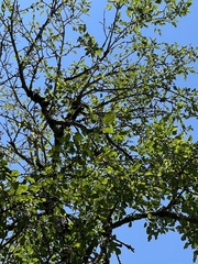 Malus dasyphylla