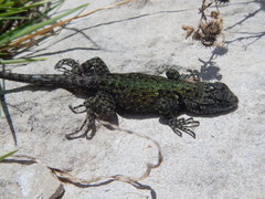 Sceloporus taeniocnemis