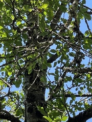 Malus dasyphylla