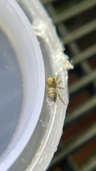 Pelegrina flavipes