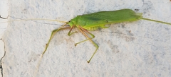 Acrometopa macropoda