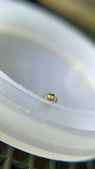 Pelegrina flavipes