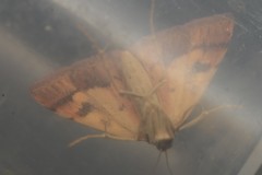 Mnesictena flavidalis