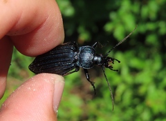 Carabus exaratus