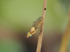 Meromyza femorata
