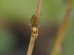 Meromyza femorata
