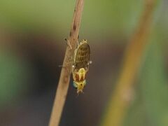 Meromyza femorata