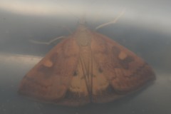 Mnesictena flavidalis