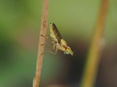 Meromyza femorata