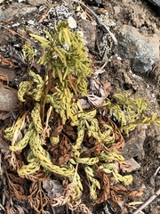 Cryptogramma acrostichoides