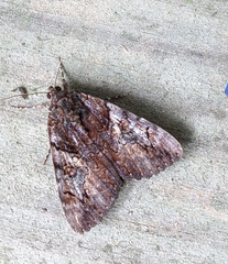 Catocala muliercula