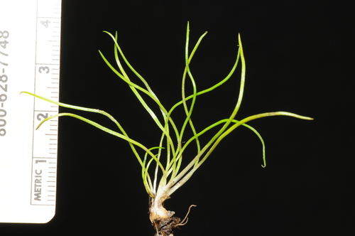 Image of Isoetes minima by (c) Timothy McNitt, some rights reserved (CC BY)