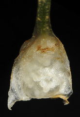 Isoetes minima