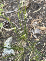 Juncus parryi