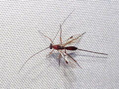 Macrocentrinae