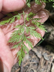 Trepocarpus aethusae