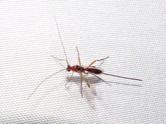 Macrocentrinae