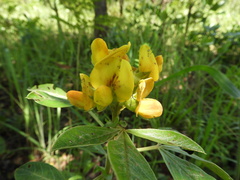 Crotalaria cylindrocarpa
