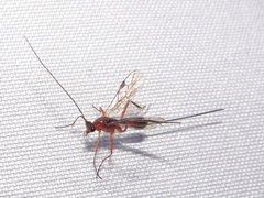 Macrocentrinae