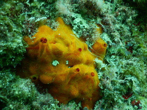 Oyster Sponge, photo 7 of 9