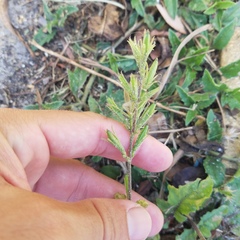 Ruellia ciliatiflora