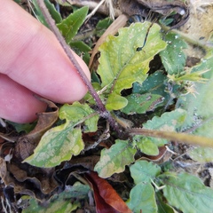 Ruellia ciliatiflora