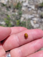 Chelymorpha cassidea