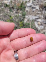 Chelymorpha cassidea