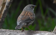 Junco phaeonotus phaeonotus