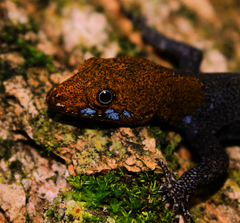 Gonatodes albogularis