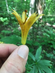 Lilium canadense
