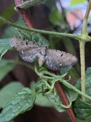 Eupithecia assimilata