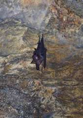 Hipposideros armiger